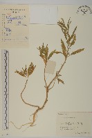 藏品(臭杏、土荊芥)的圖片