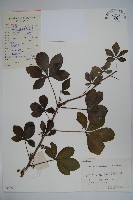 藏品(五加)的圖片