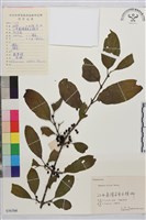 藏品(凍綠)的圖片