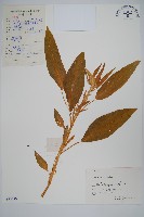 藏品(雁來紅、紅莧、老少年)的圖片