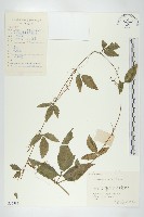 藏品(光葉絞股藍)的圖片