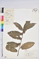 藏品(茅栗)的圖片