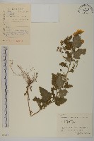 藏品(姜菱菊)的圖片