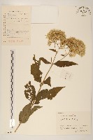 藏品(華澤蘭)的圖片