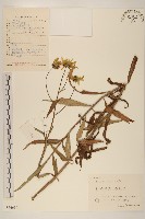 藏品(狹葉向日葵)的圖片