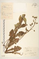 藏品(鬼苦苣菜)的圖片