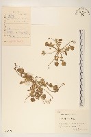 藏品(稻槎菜)的圖片