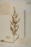 藏品(黃花蒿)的圖片