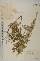 藏品(野艾蒿)的圖片