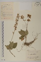 藏品(阿里山鬼督郵)的圖片