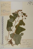 藏品(矢鏃葉蟹甲草)的圖片