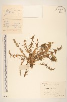 藏品(蒲公英)的圖片