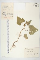 藏品(蒼耳)的圖片