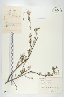 藏品(余山羊奶子)的圖片