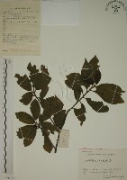 藏品(鈍齒鼠李)的圖片