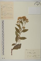 藏品(山白蘭)的圖片