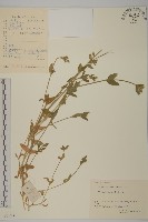 藏品(簇生卷耳)的圖片