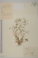 藏品(無心菜、鵝不食草)的圖片