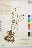 藏品(天葵)的圖片