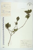 藏品(青莢葉)的圖片