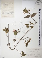 藏品(絡石)的圖片