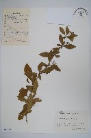 藏品(廬山小檗)的圖片