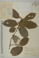 藏品(哥蘭葉)的圖片