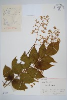 藏品(蔥木)的圖片