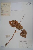 藏品(秋海棠)的圖片