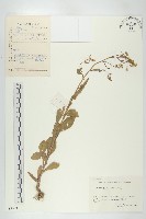 藏品(風花菜、球果山芥菜)的圖片
