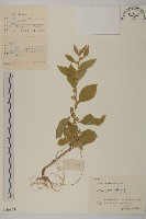 藏品(天名精)的圖片