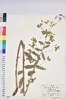 藏品(大戟)的圖片