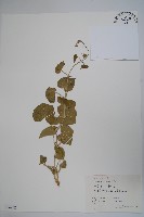 藏品(鵝絨藤)的圖片