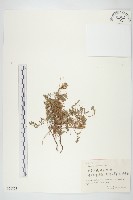 藏品(中國菟絲子)的圖片
