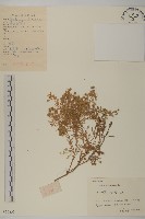 藏品(芫荽菊)的圖片