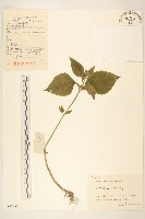 藏品(腺梗豨薟)的圖片