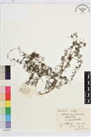 藏品(水毛茛)的圖片