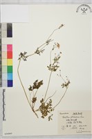 藏品(腎葉唐松草)的圖片