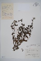 藏品(細纍子草)的圖片