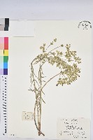 藏品(乳漿大戟)的圖片