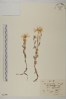 藏品(楔葉菊)的圖片