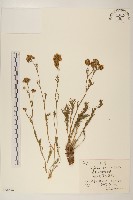 藏品(線葉菊)的圖片