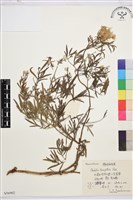 藏品(棉團鐵線蓮)的圖片