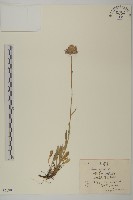 藏品(高山紫苑)的圖片