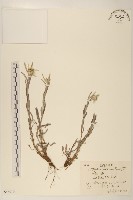 藏品(絹茸火絨草)的圖片