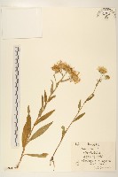 藏品(柳葉旋復花)的圖片