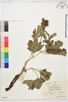 藏品(芍藥)的圖片