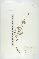 藏品(華北藍盆花)的圖片