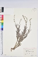 藏品(地构葉)的圖片