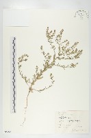 藏品(腺獨行菜)的圖片